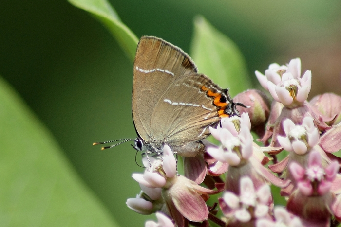 Satyrium